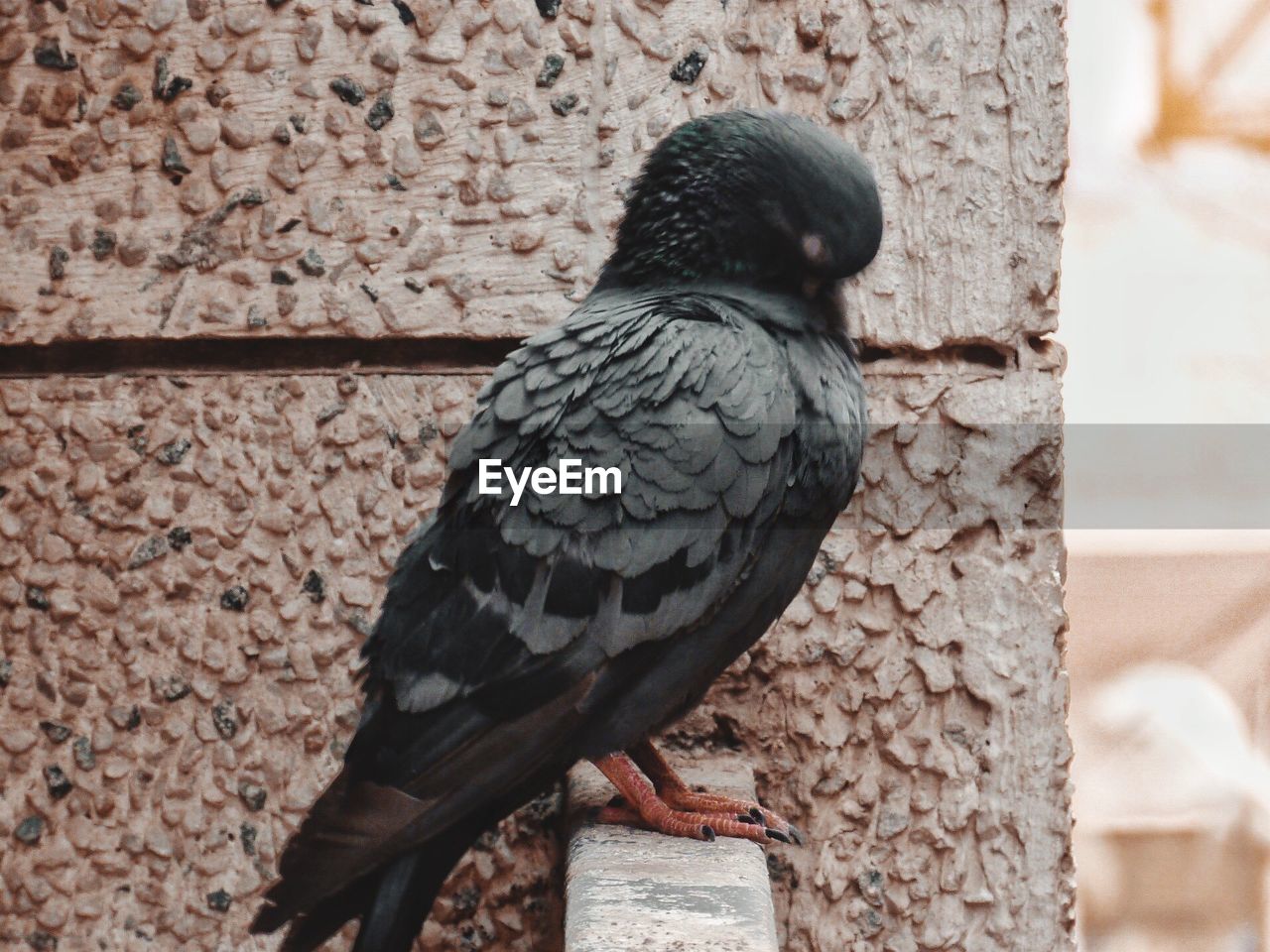 CLOSE-UP OF BIRD PERCHING ON STONE WALL