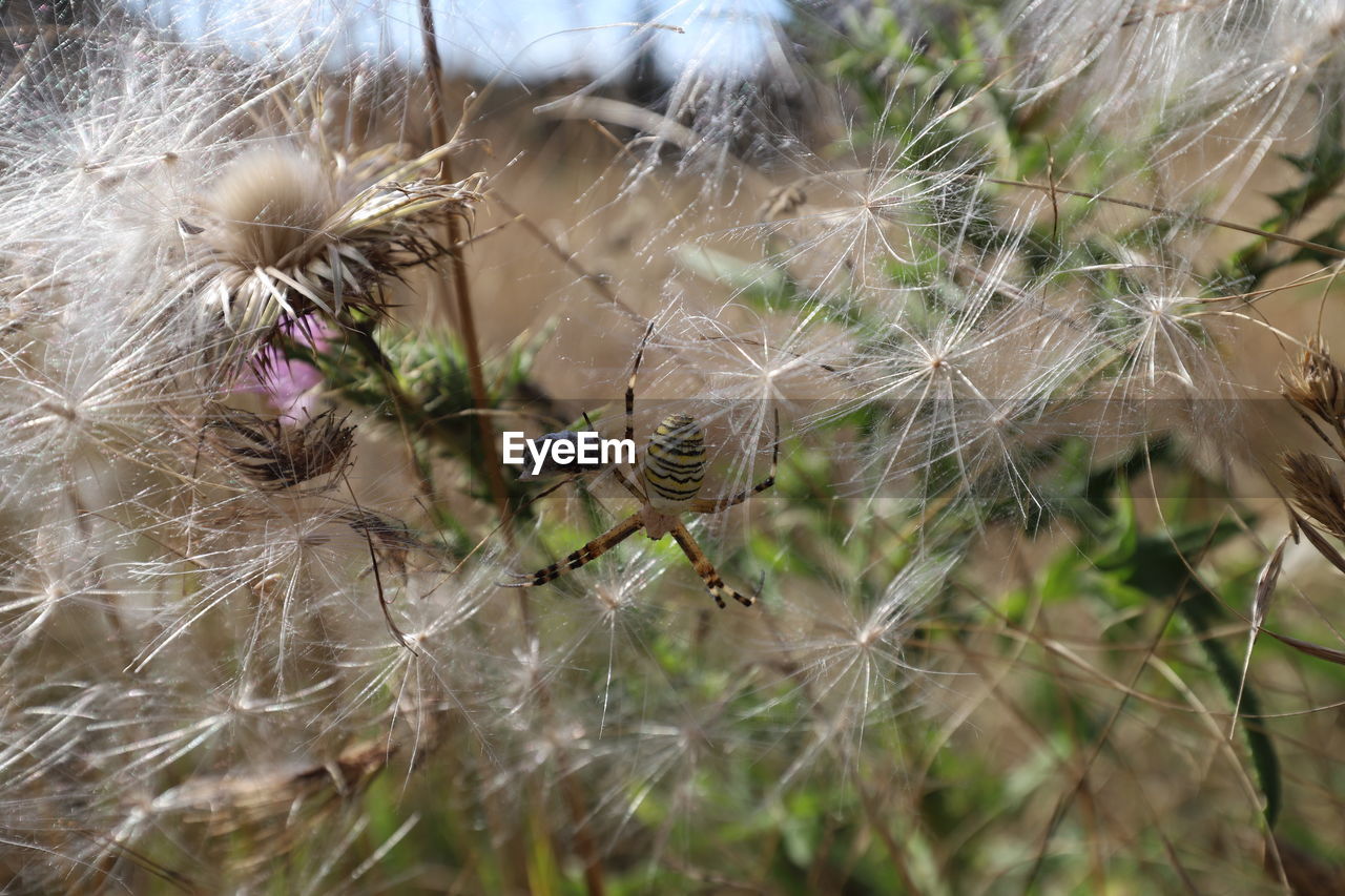 Close-up of spider on web with thistle seeds against field and sky.