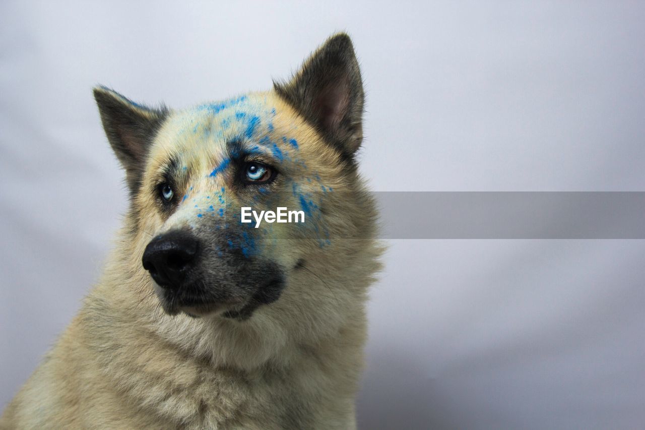 Close-up of husky dog with powder paint against gray background