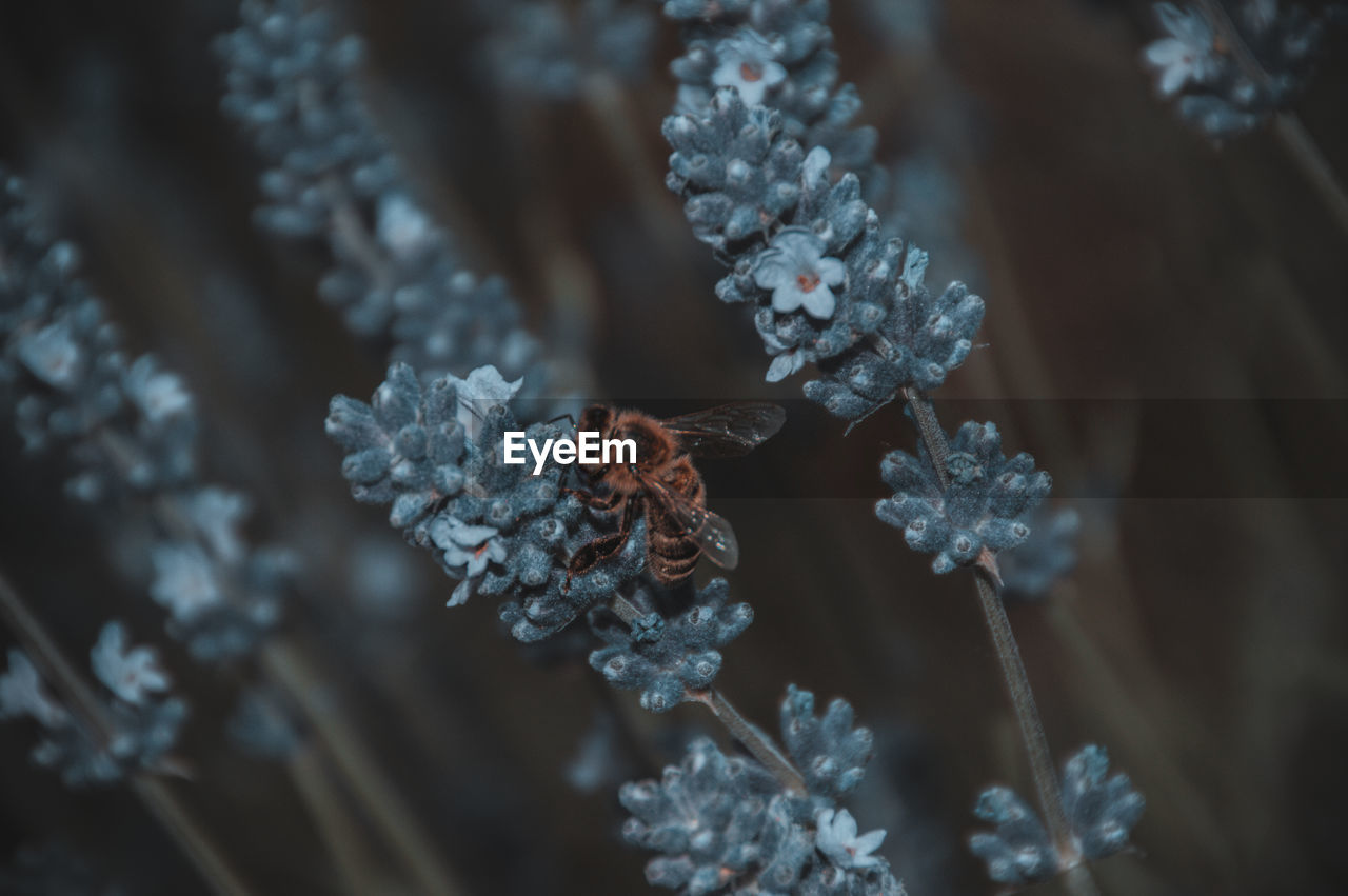 CLOSE-UP OF FROZEN FLOWER