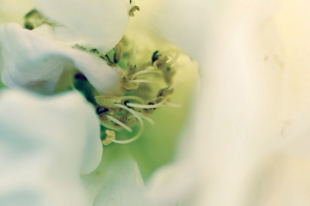 Close-up of white flowers