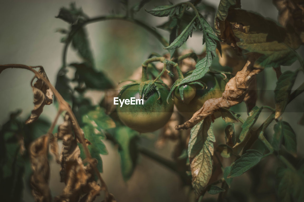 Close-up of green tomatoes growing on plant