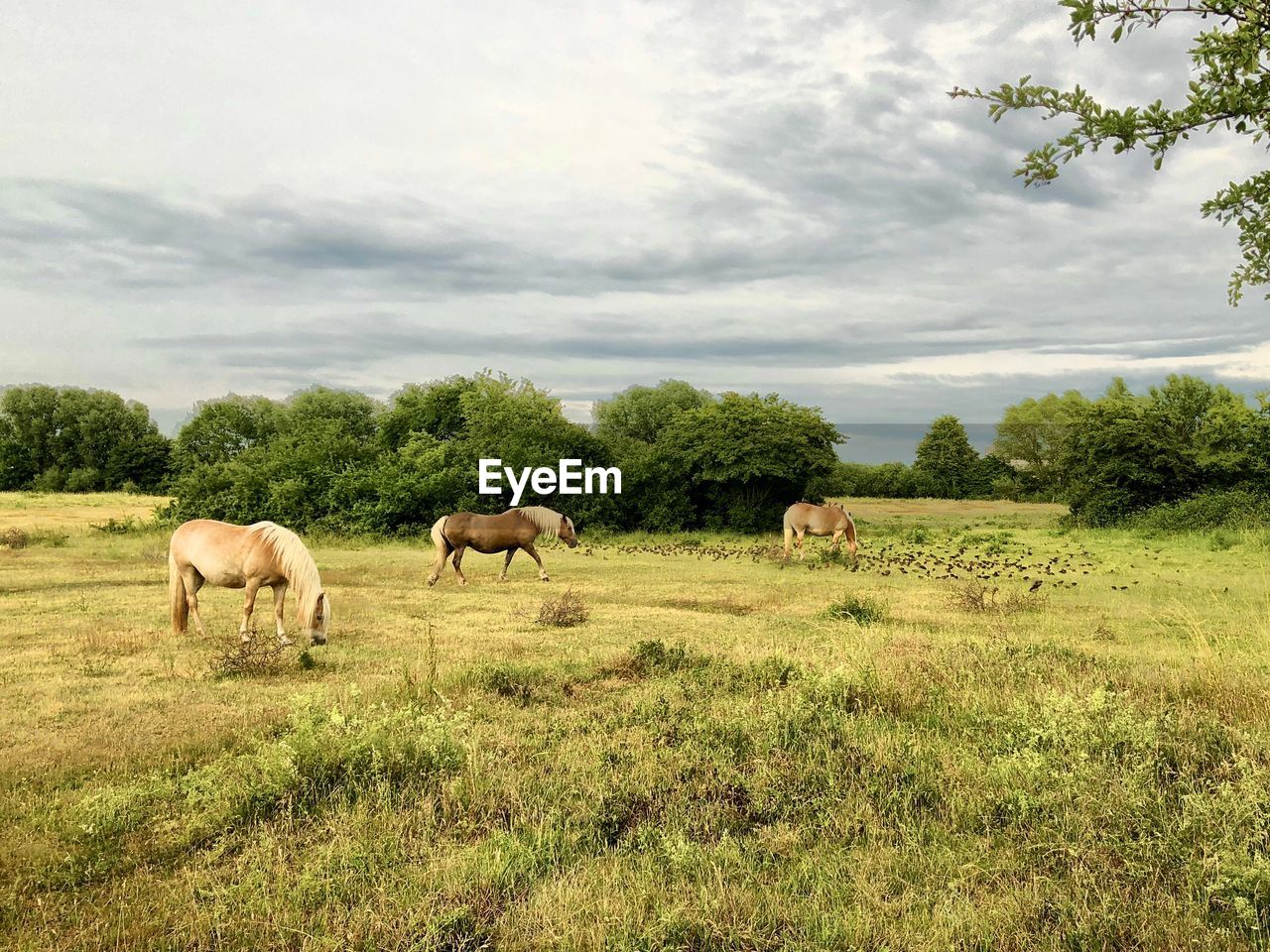 VIEW OF SHEEP ON LANDSCAPE