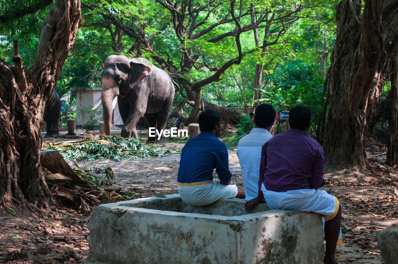 Rear view of men sitting on retaining wall with elephants in background