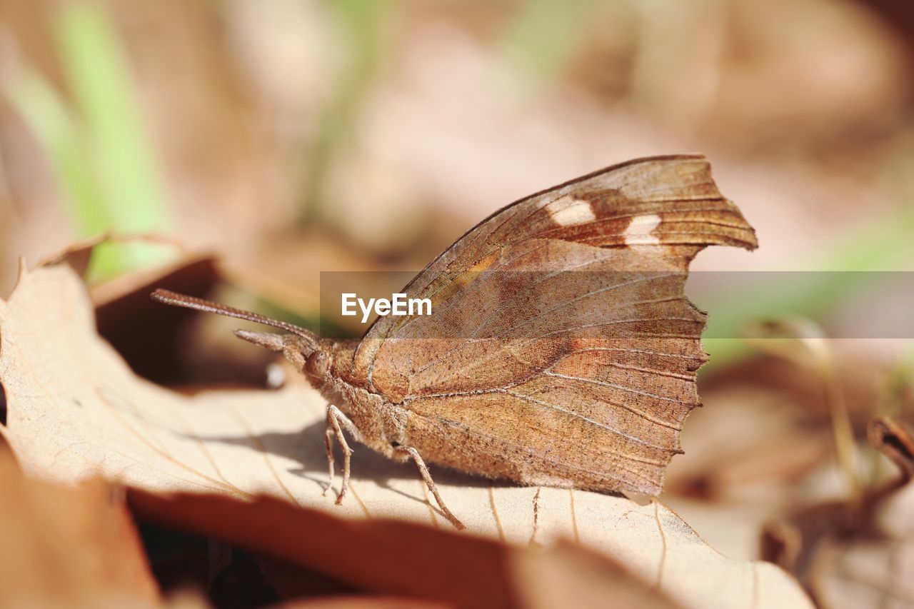 CLOSE-UP OF BUTTERFLY ON A LEAF
