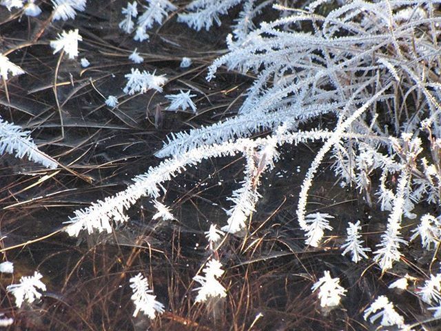 TREES ON SNOW COVERED LANDSCAPE