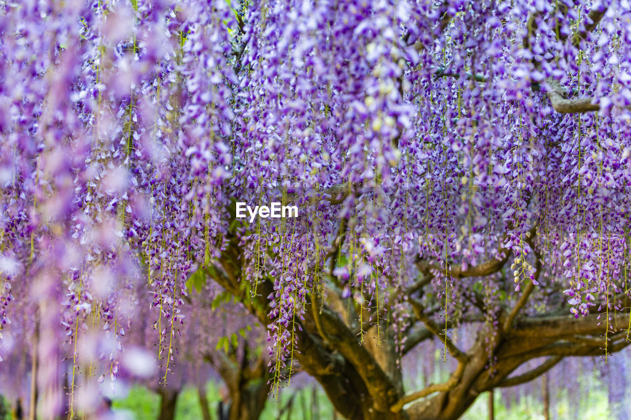 Shirai omachi wisteria park wisteria flowers