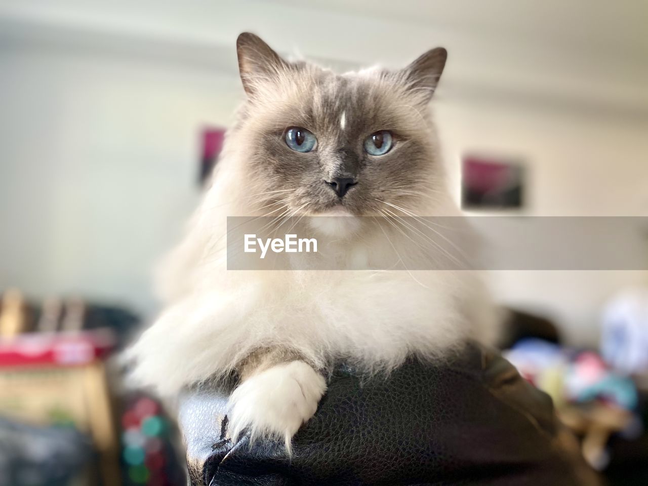 PORTRAIT OF CAT AT HOME