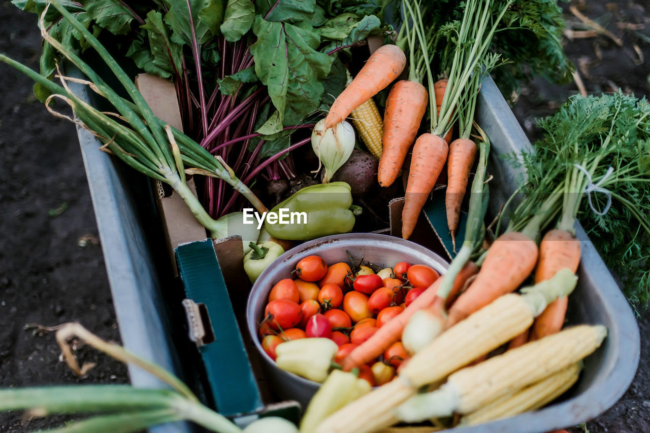 High angle view of vegetables in field