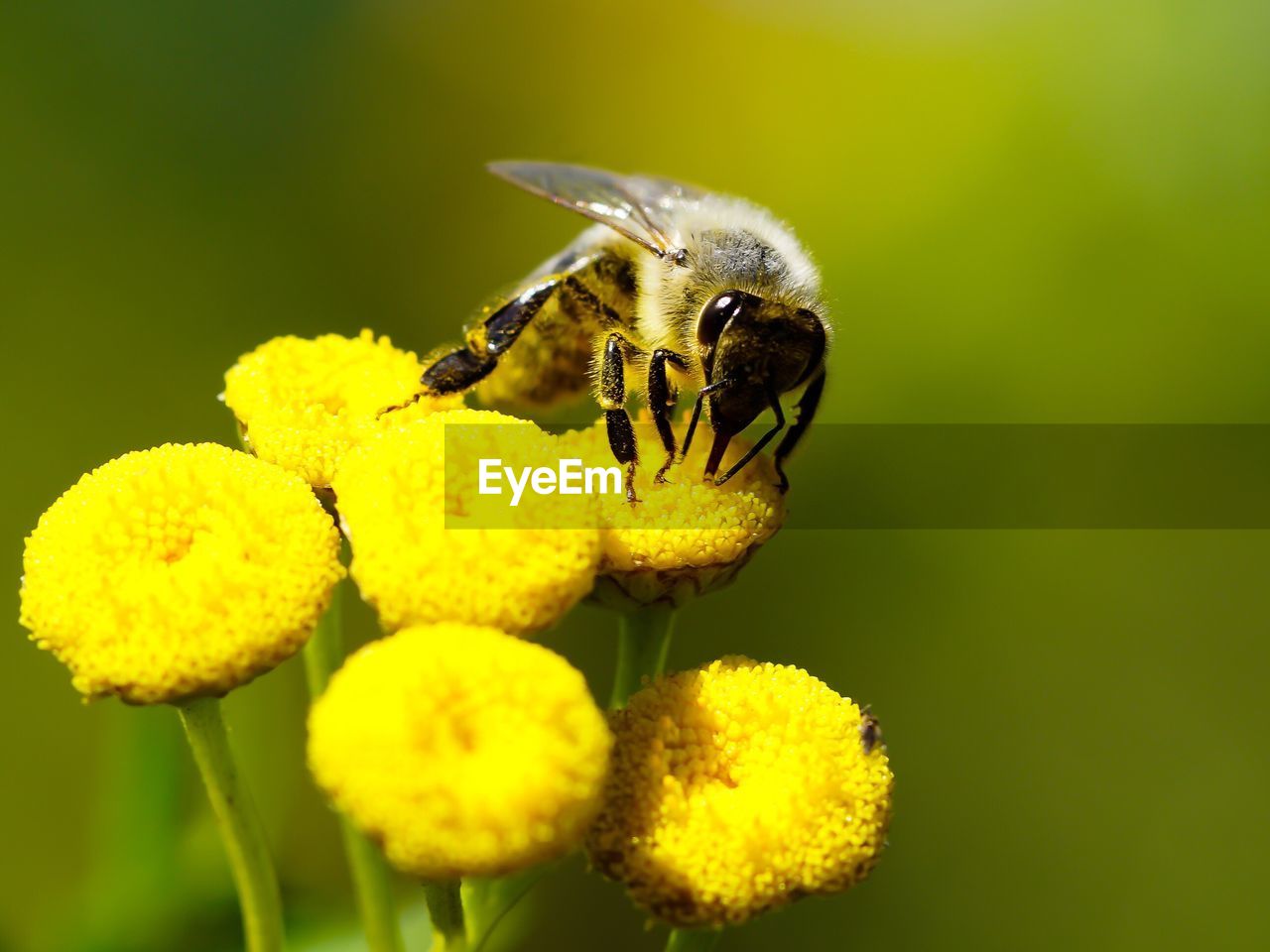 Close-up of honeybee pollinating on yellow flowers