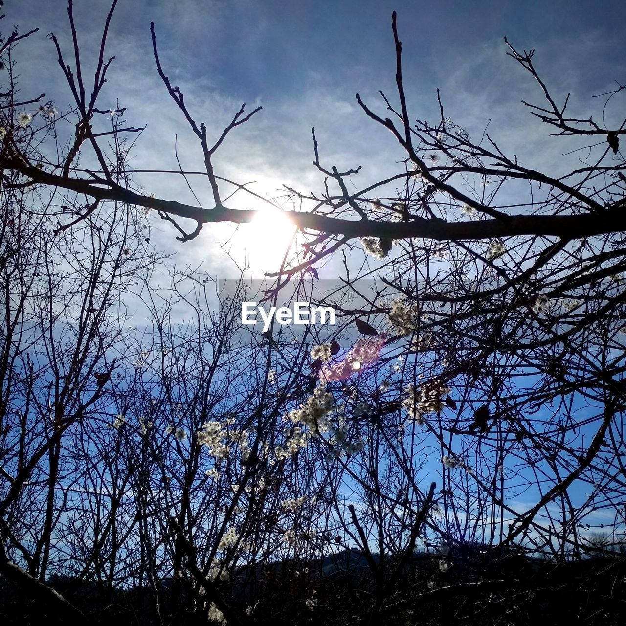 LOW ANGLE VIEW OF CHERRY BLOSSOM AGAINST SKY