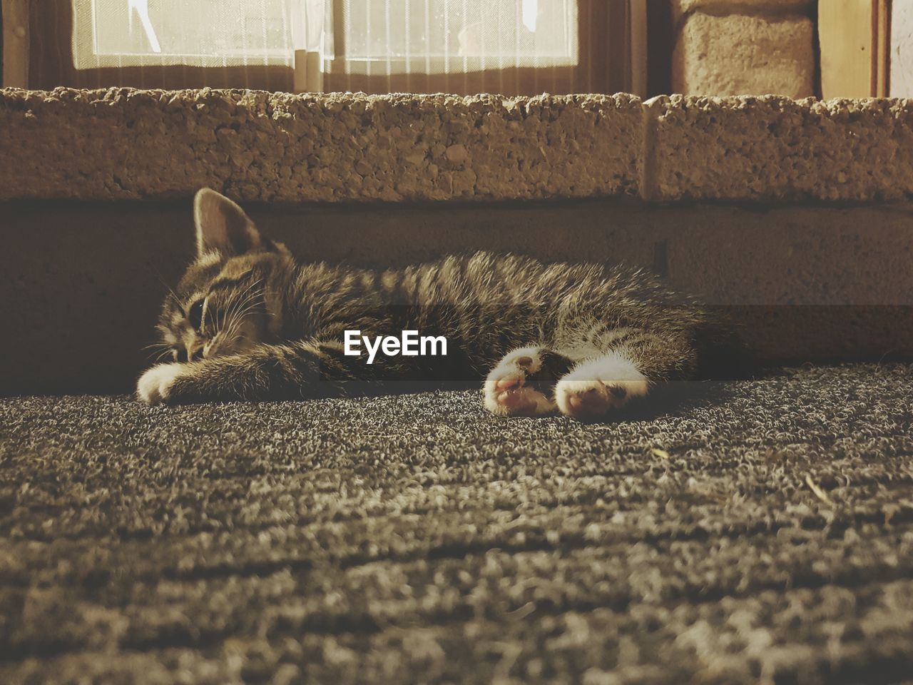 Cat resting on doormat