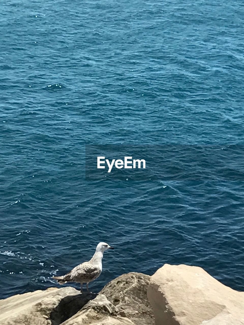 HIGH ANGLE VIEW OF SEAGULL PERCHING ON ROCK