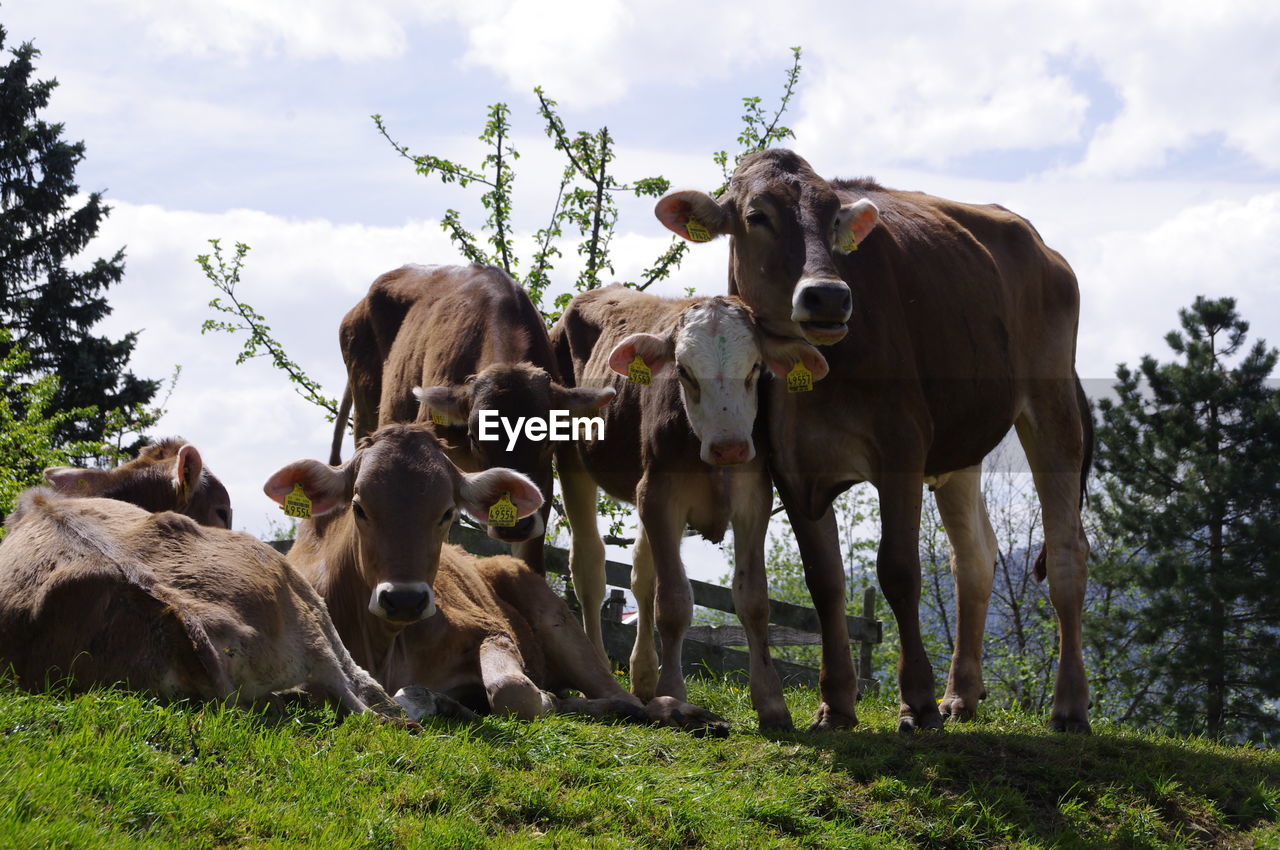 Cows on field 