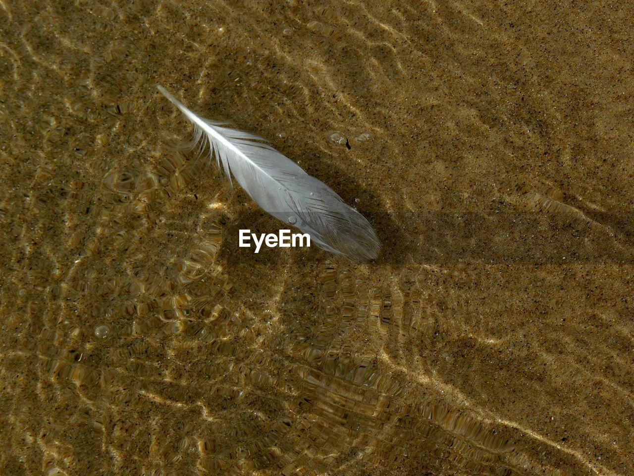 HIGH ANGLE VIEW OF HORSE IN SAND