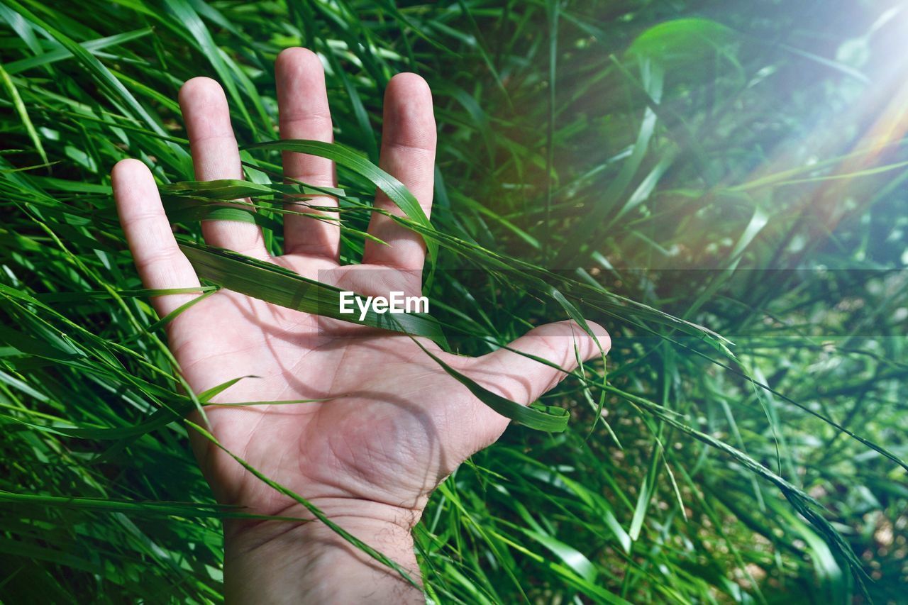 CLOSE-UP OF PERSON HAND HOLDING PLANT