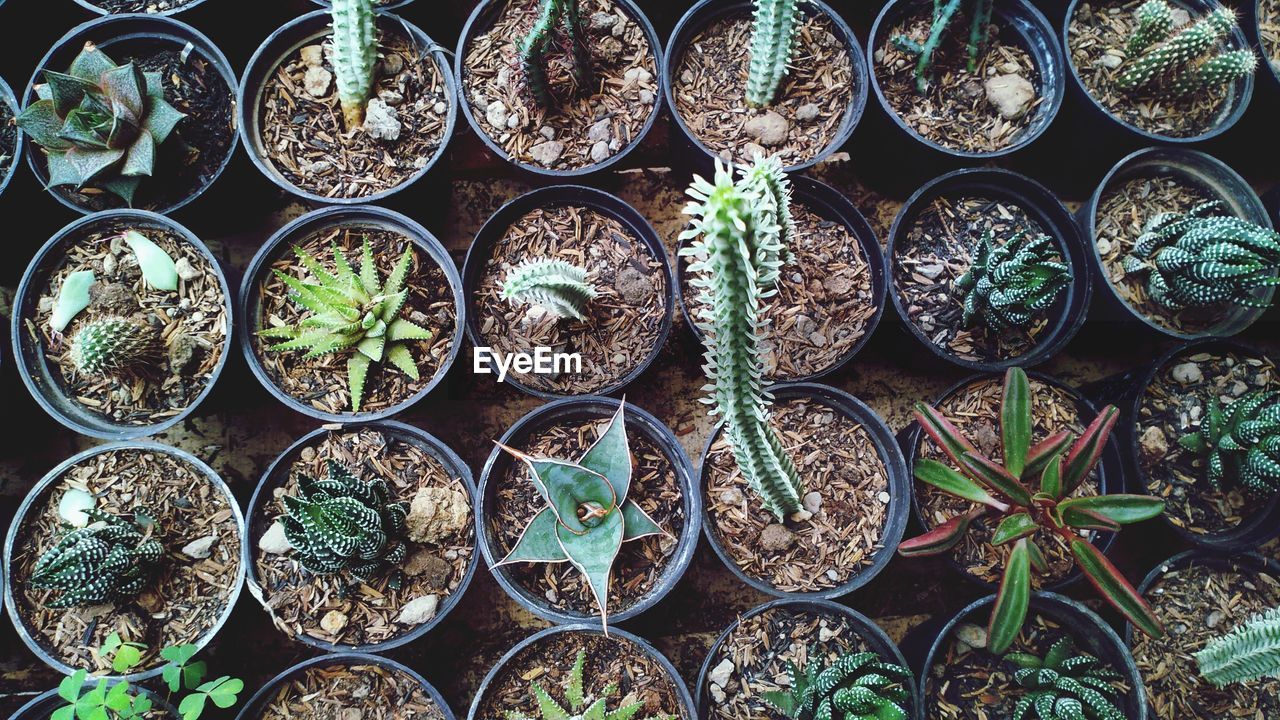 DIRECTLY ABOVE SHOT OF POTTED PLANTS ON WOODEN TABLE