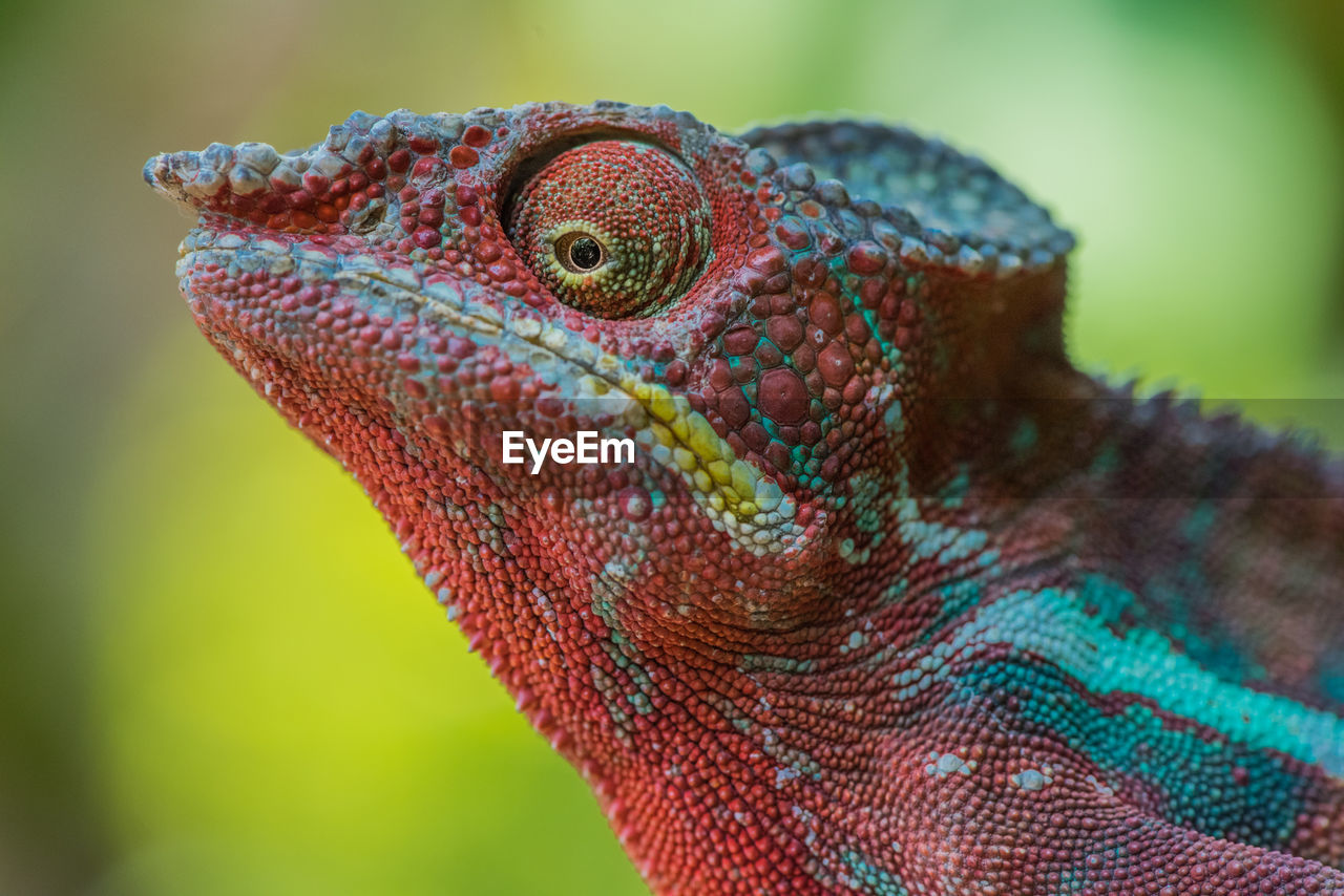 CLOSE-UP OF CHAMELEON