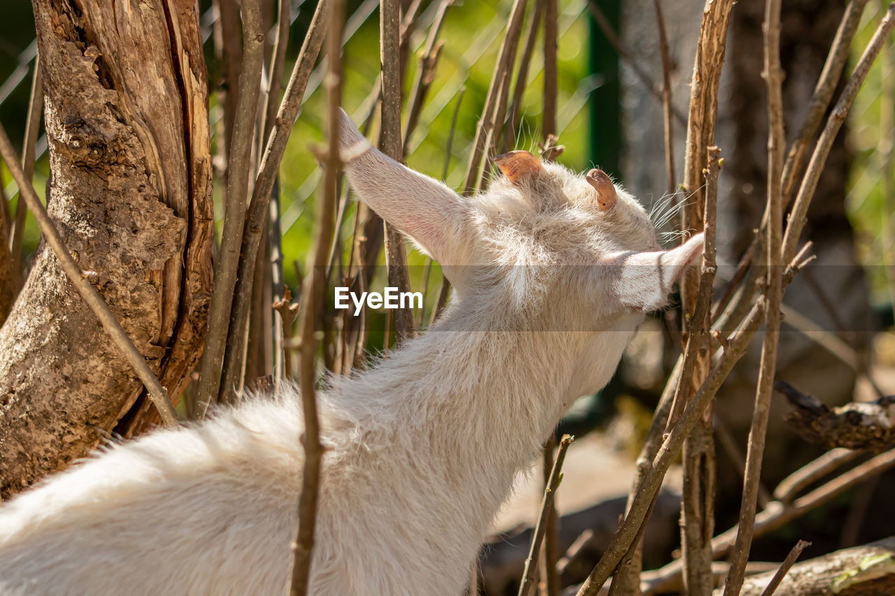 VIEW OF AN ANIMAL ON FIELD