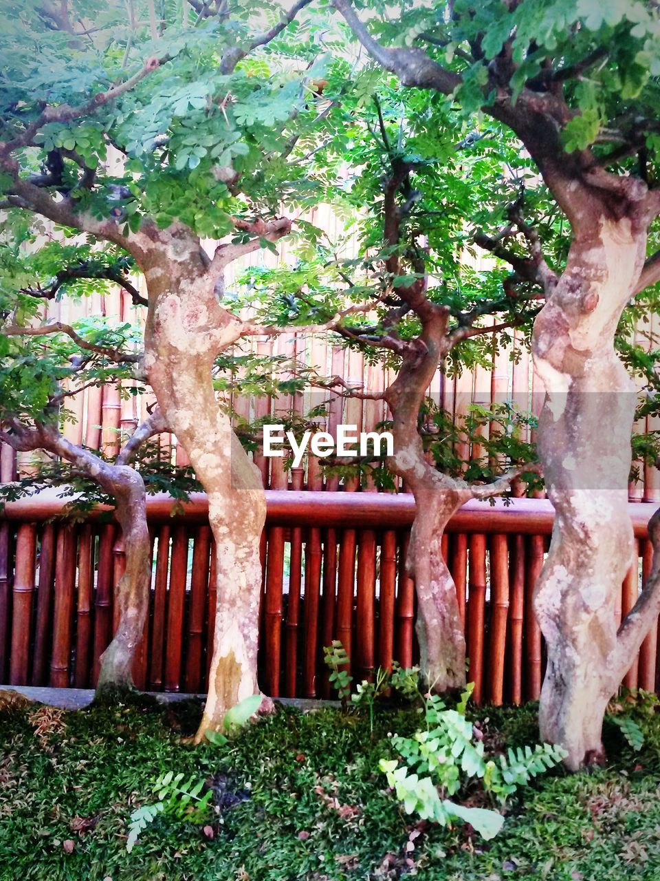 View of trees against wooden fence