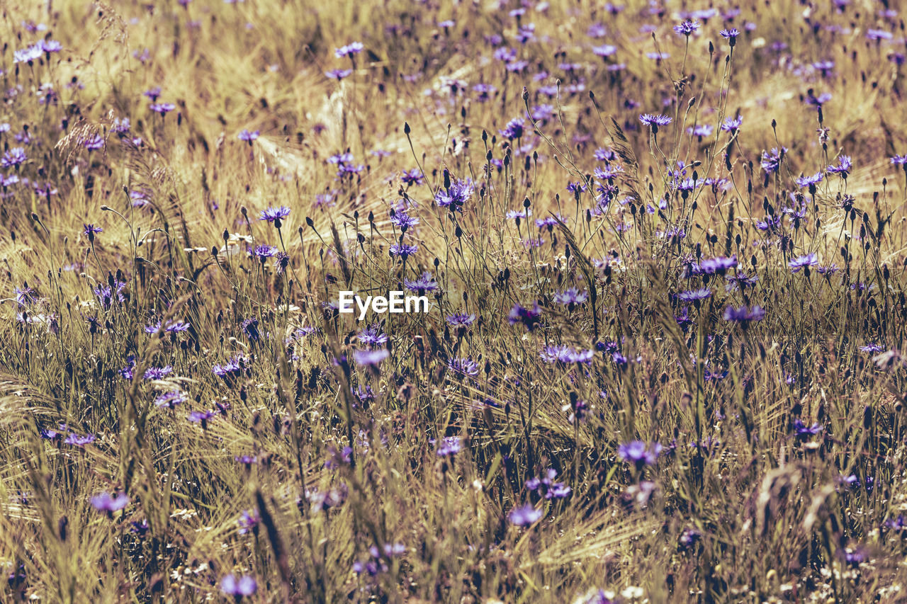Purple wildflowers in field