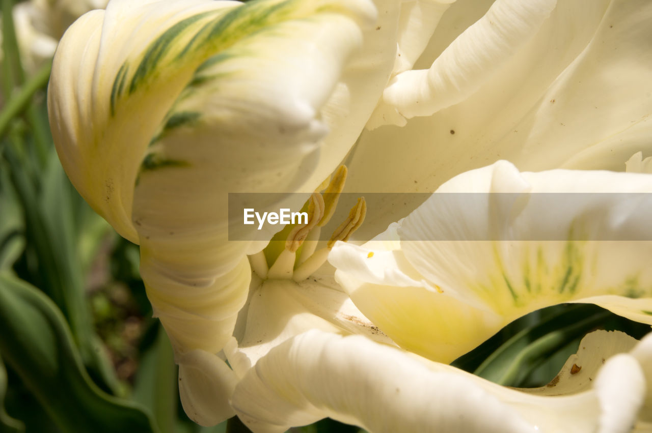 Close-up of white flowering plant