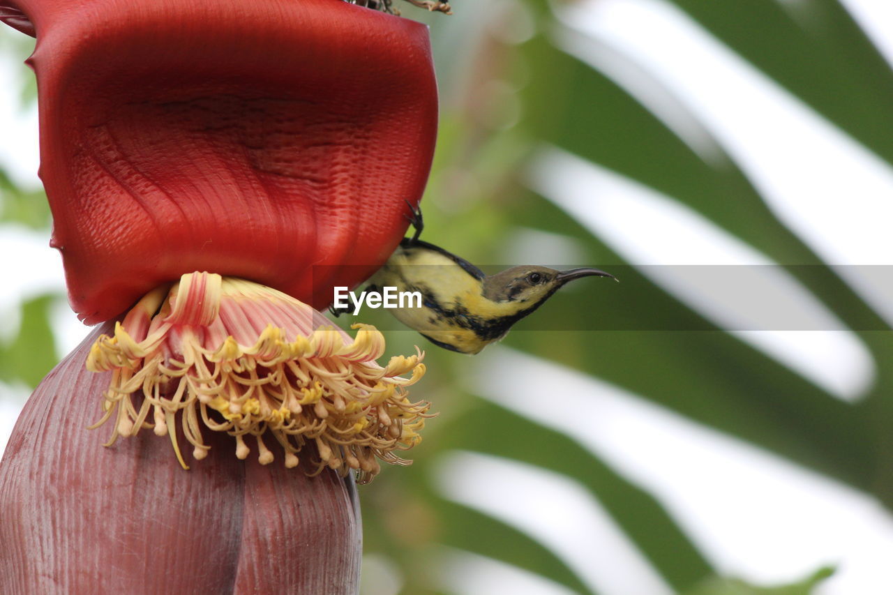 CLOSE-UP OF A BIRD ON A FLOWER