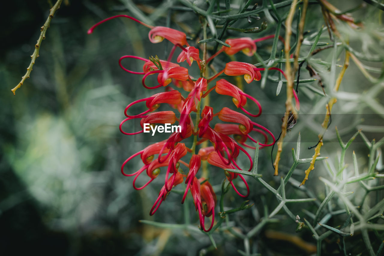 Plants and flowers from the australian botanic garden in new south wales nsw