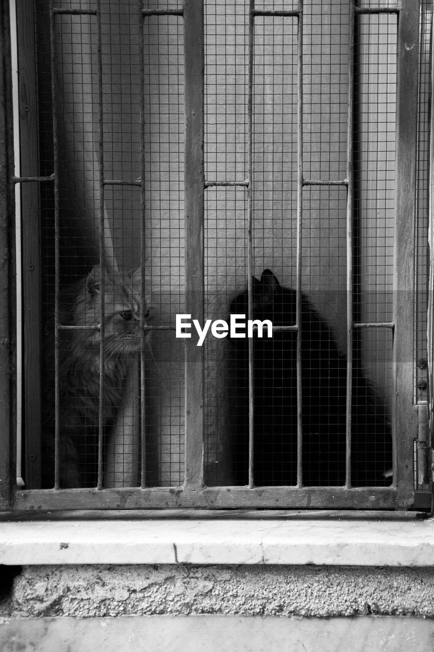 Cat seen through glass window in a cage. black and white