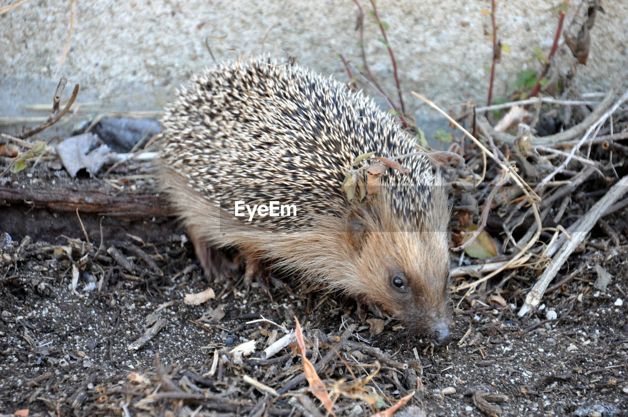 High angle close-up of hedgehog on field