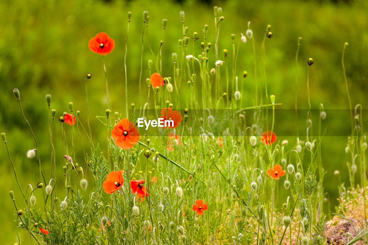 RED POPPIES ON FIELD