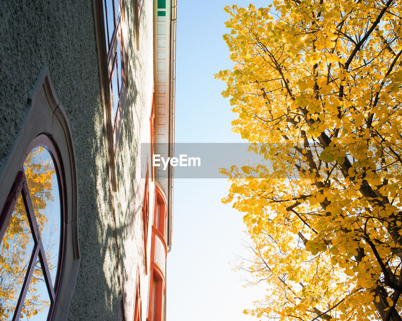 Low angle view of trees against sky