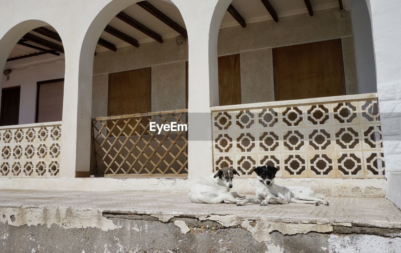 Stray dogs resting against house