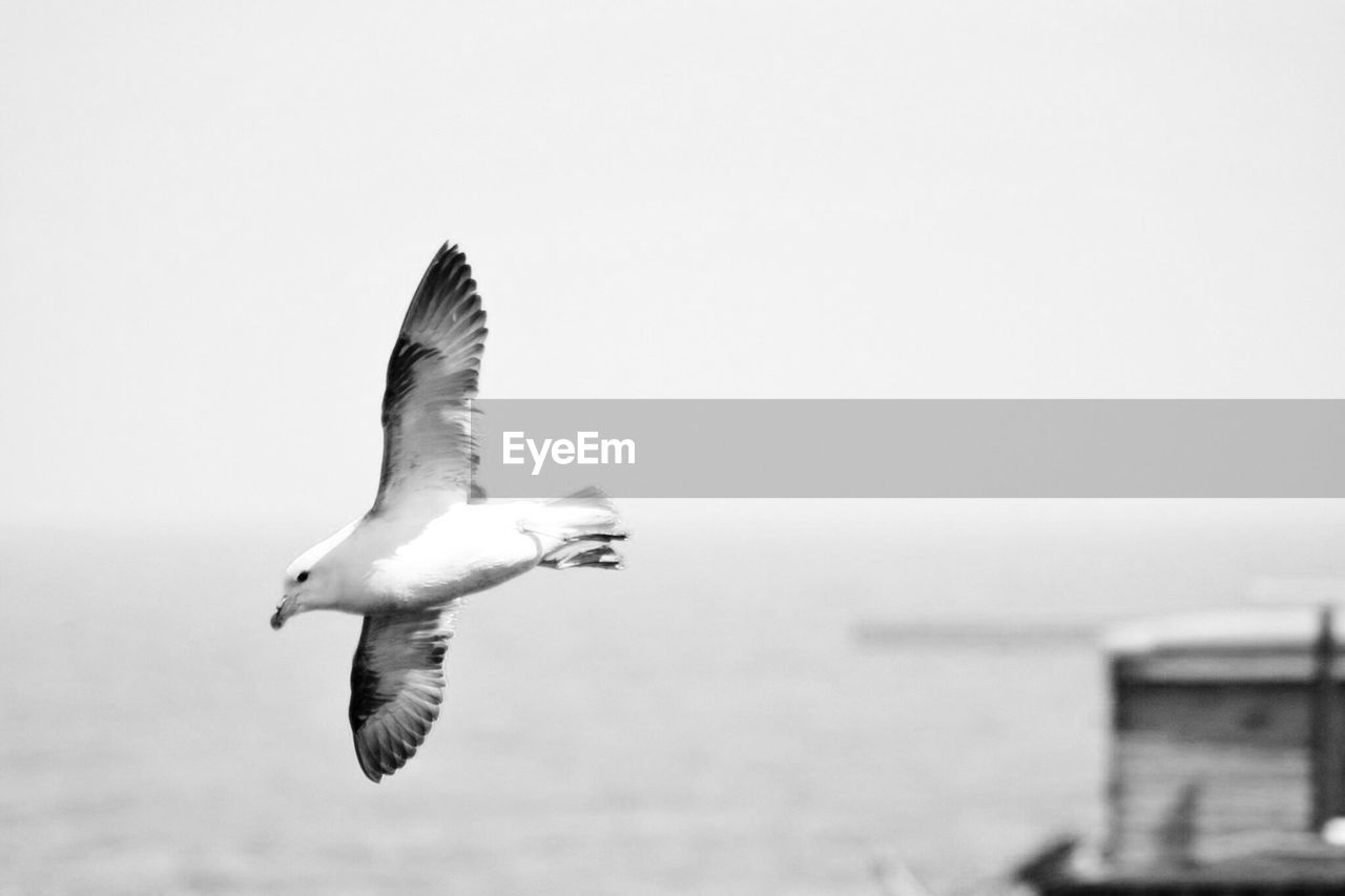 SEAGULLS FLYING OVER SEA