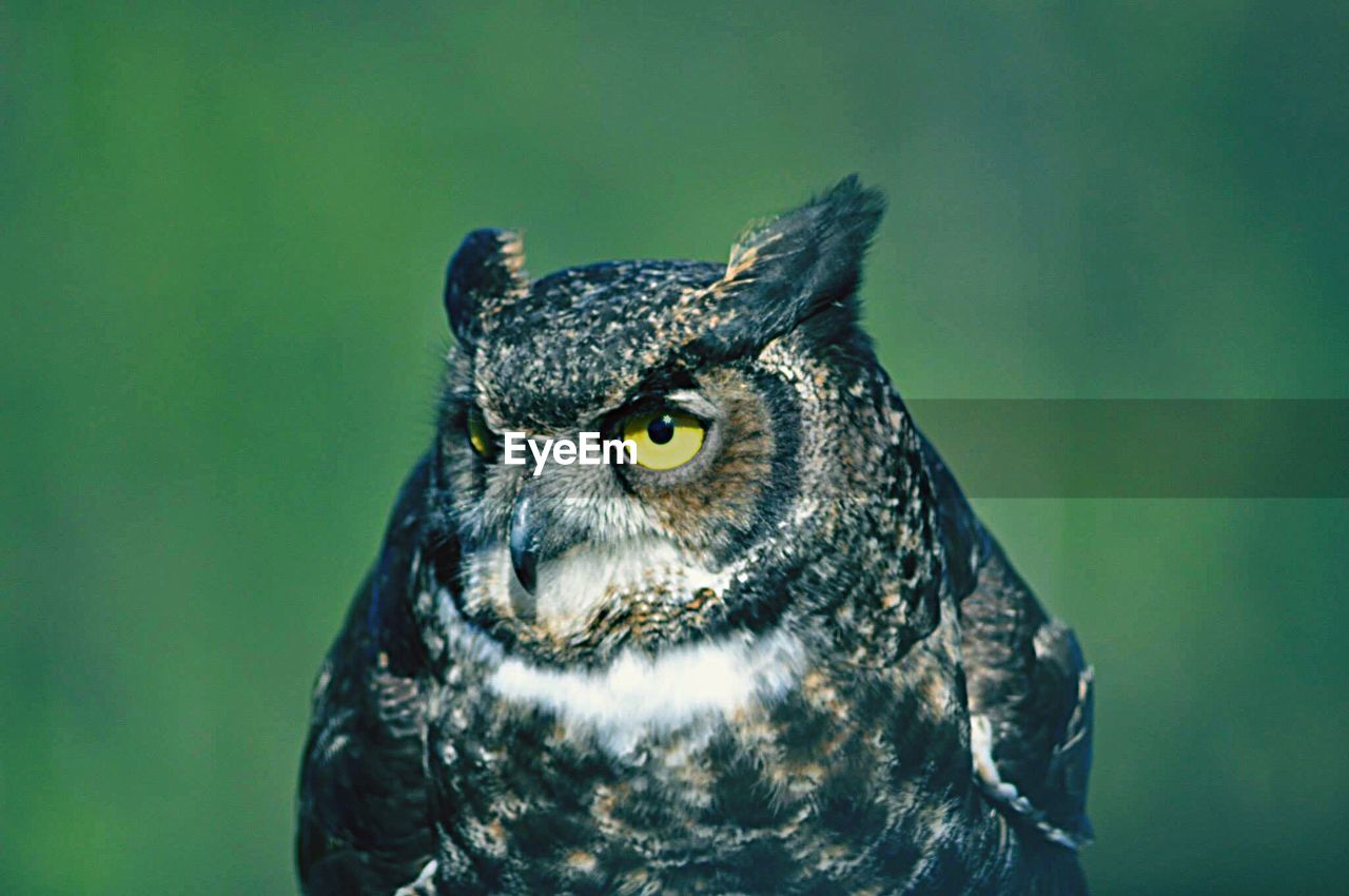 Close-up of owl outdoors