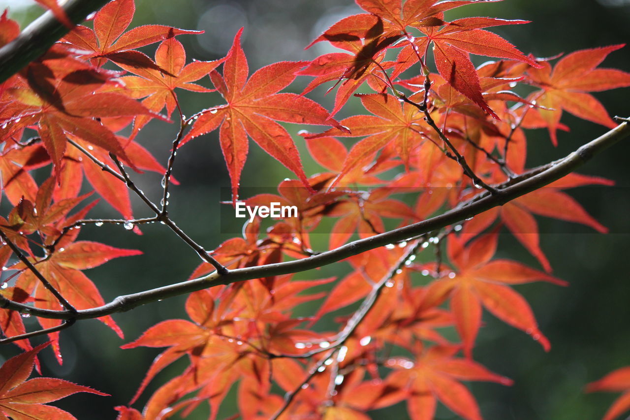 Close-up of wet orange leaves growing on tree