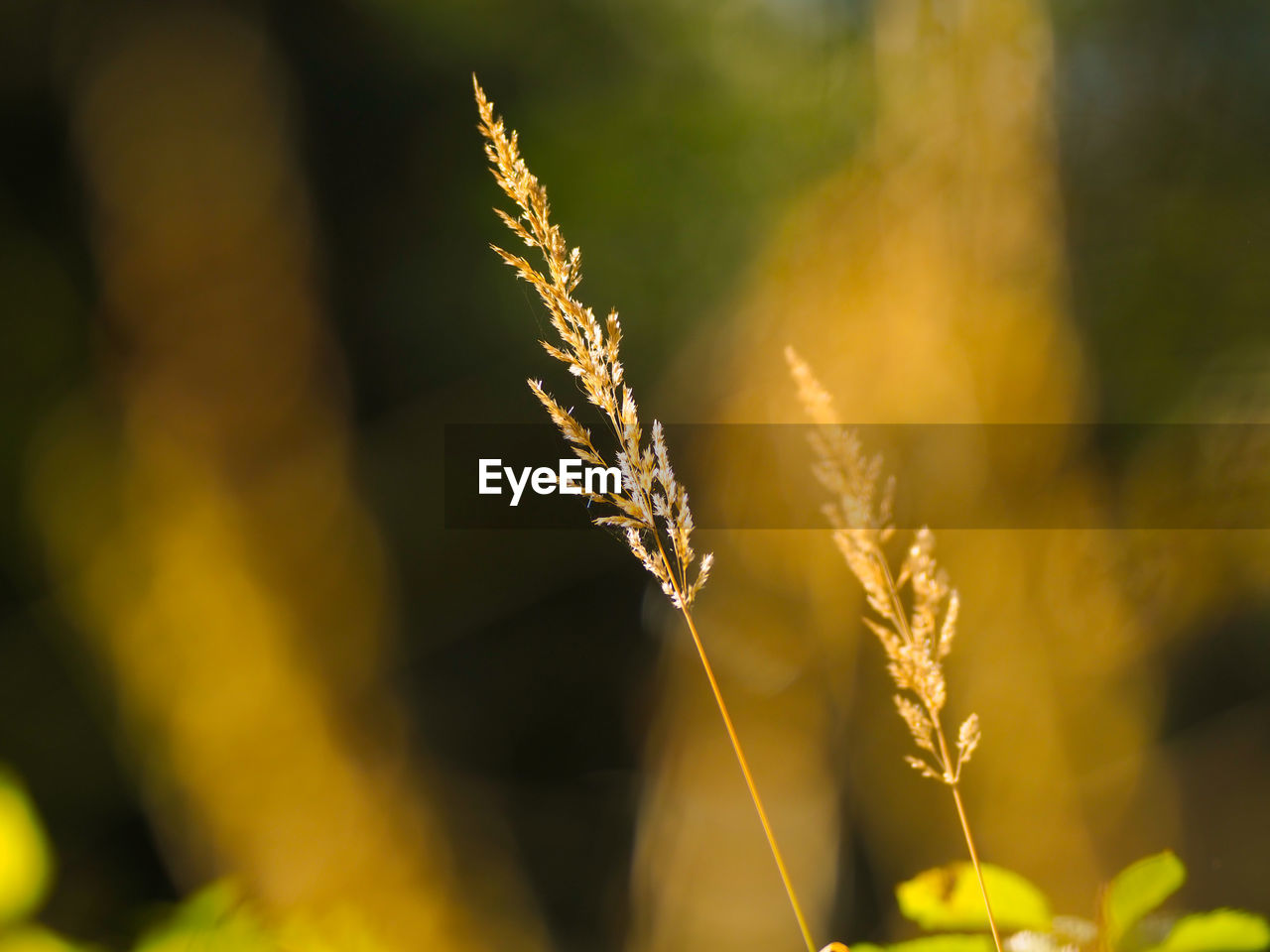 Grasses in the sunshine.