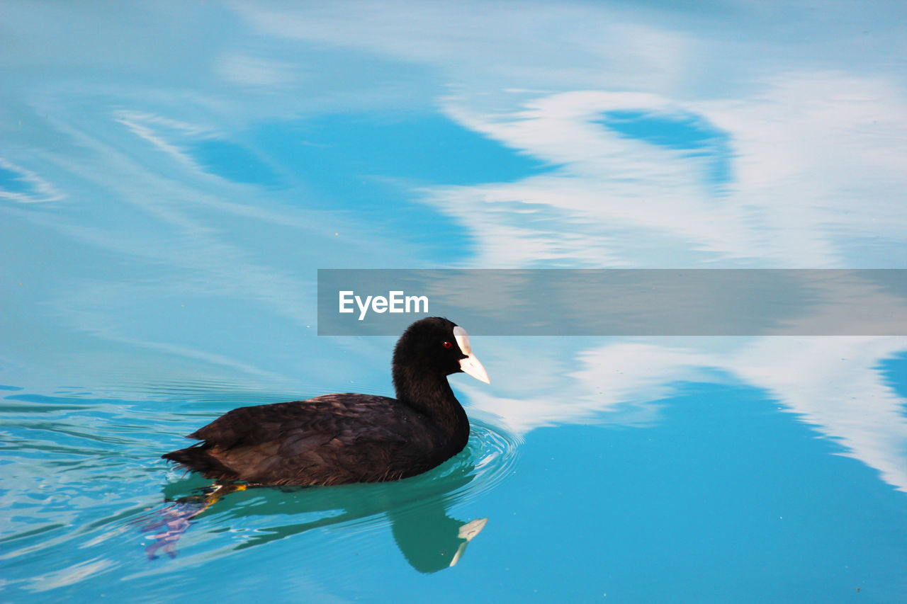 DUCK SWIMMING ON LAKE