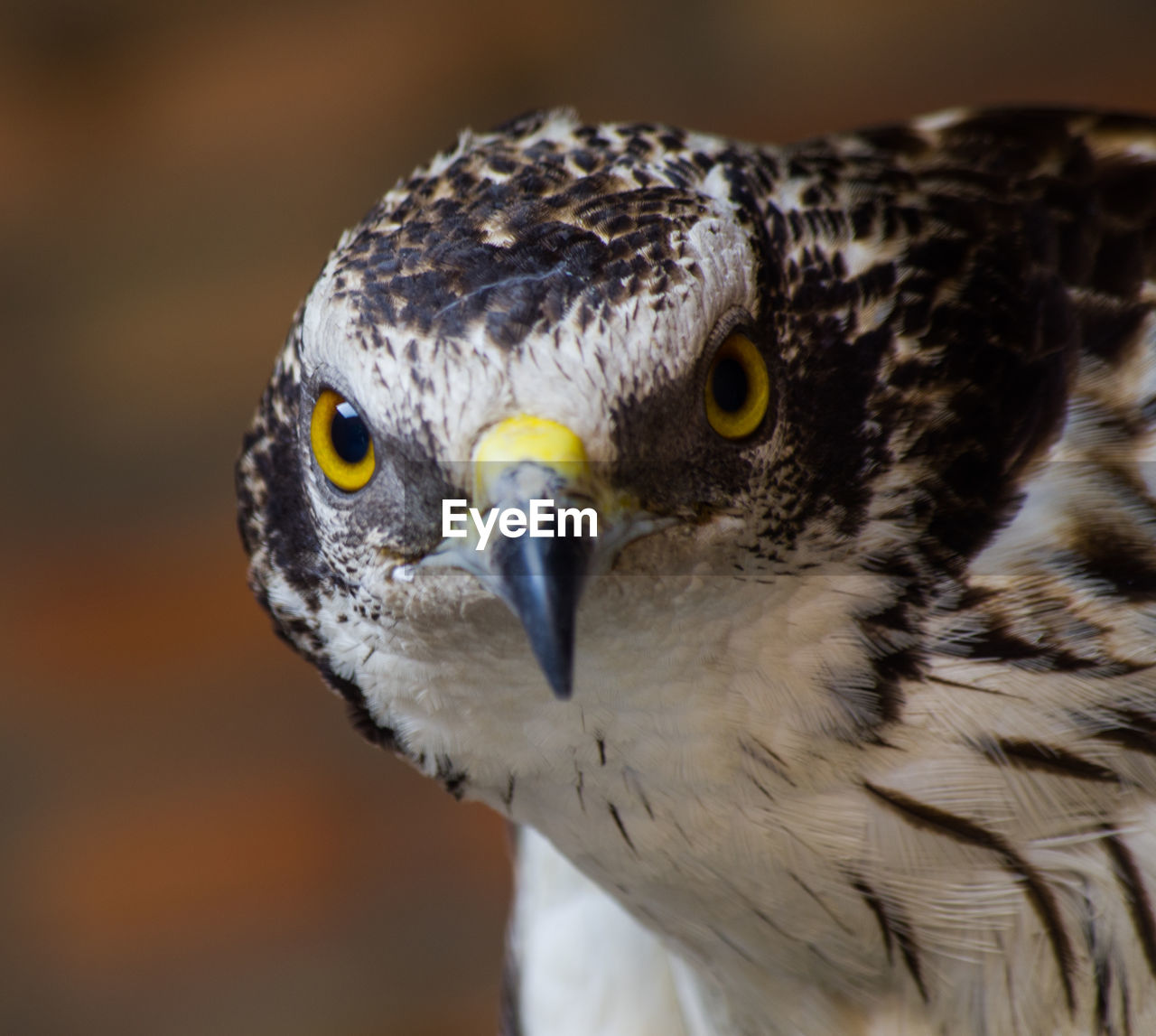 Close-up of owl