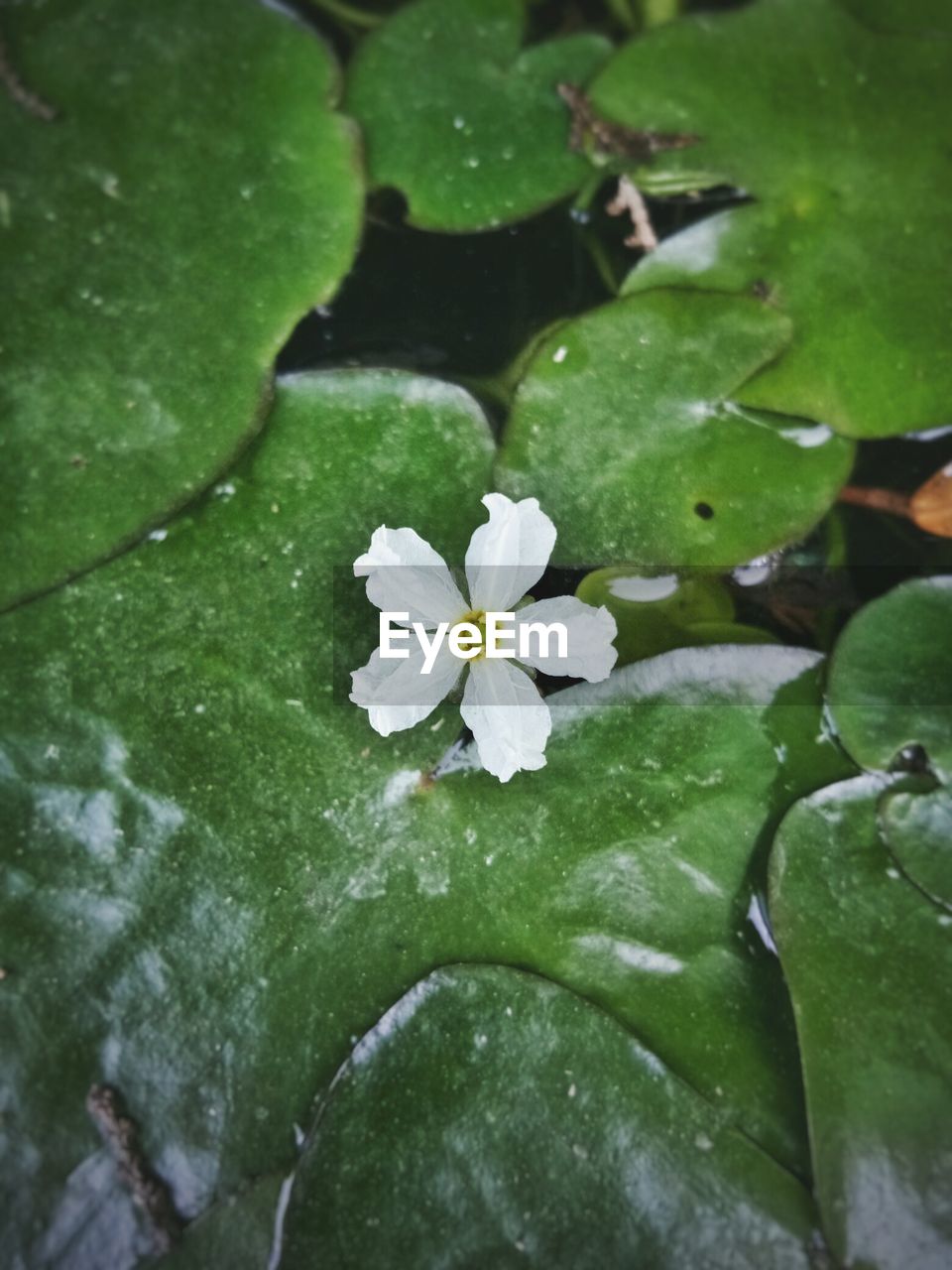 CLOSE-UP OF WHITE FLOWER BLOOMING IN PLANT