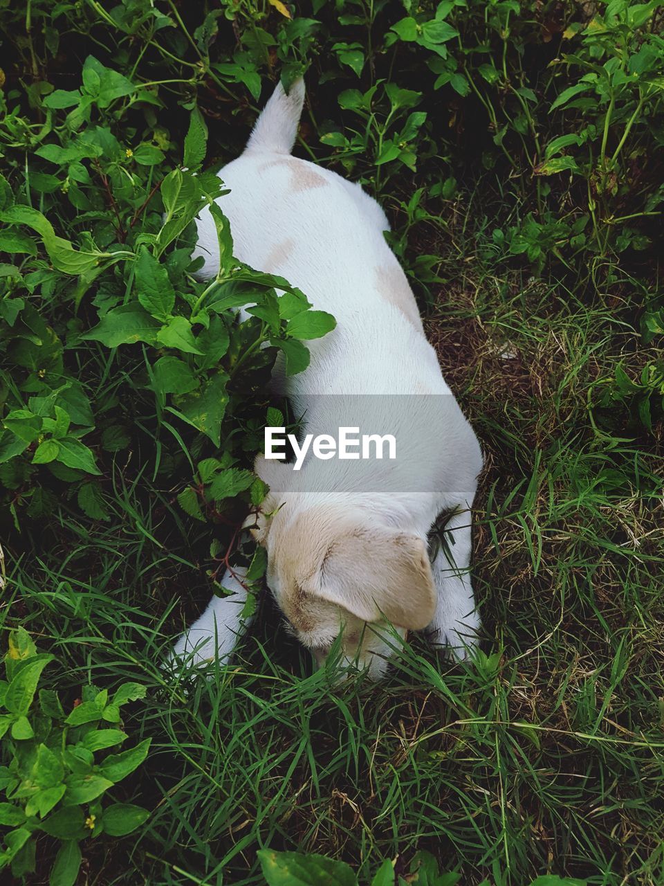 HIGH ANGLE VIEW OF DOG IN FIELD