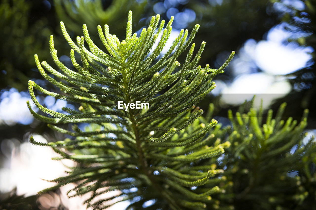 tree, branch, plant, coniferous tree, pinaceae, pine tree, nature, green, fir, spruce, beauty in nature, leaf, christmas tree, growth, close-up, plant part, no people, flower, outdoors, needle - plant part, evergreen, selective focus, day, focus on foreground, christmas, holiday, environment, sunlight, celebration, macro photography, fir tree