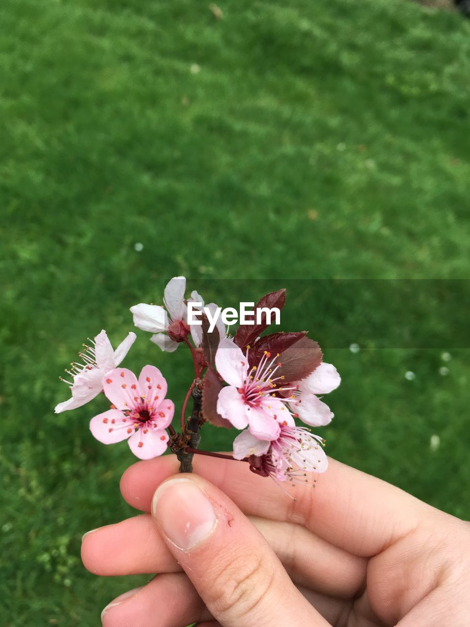 CLOSE-UP OF HAND HOLDING CHERRY BLOSSOMS