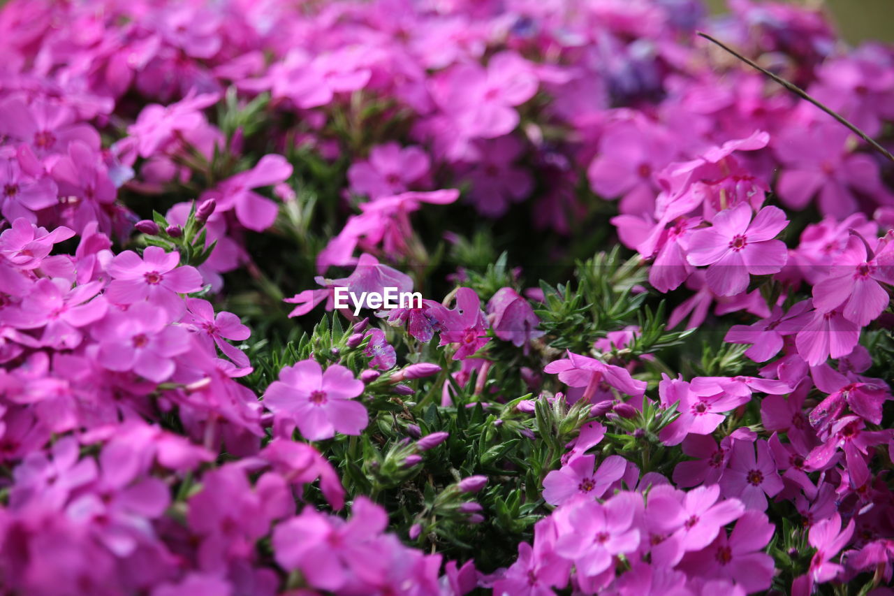 Close-up of pink flowering plants