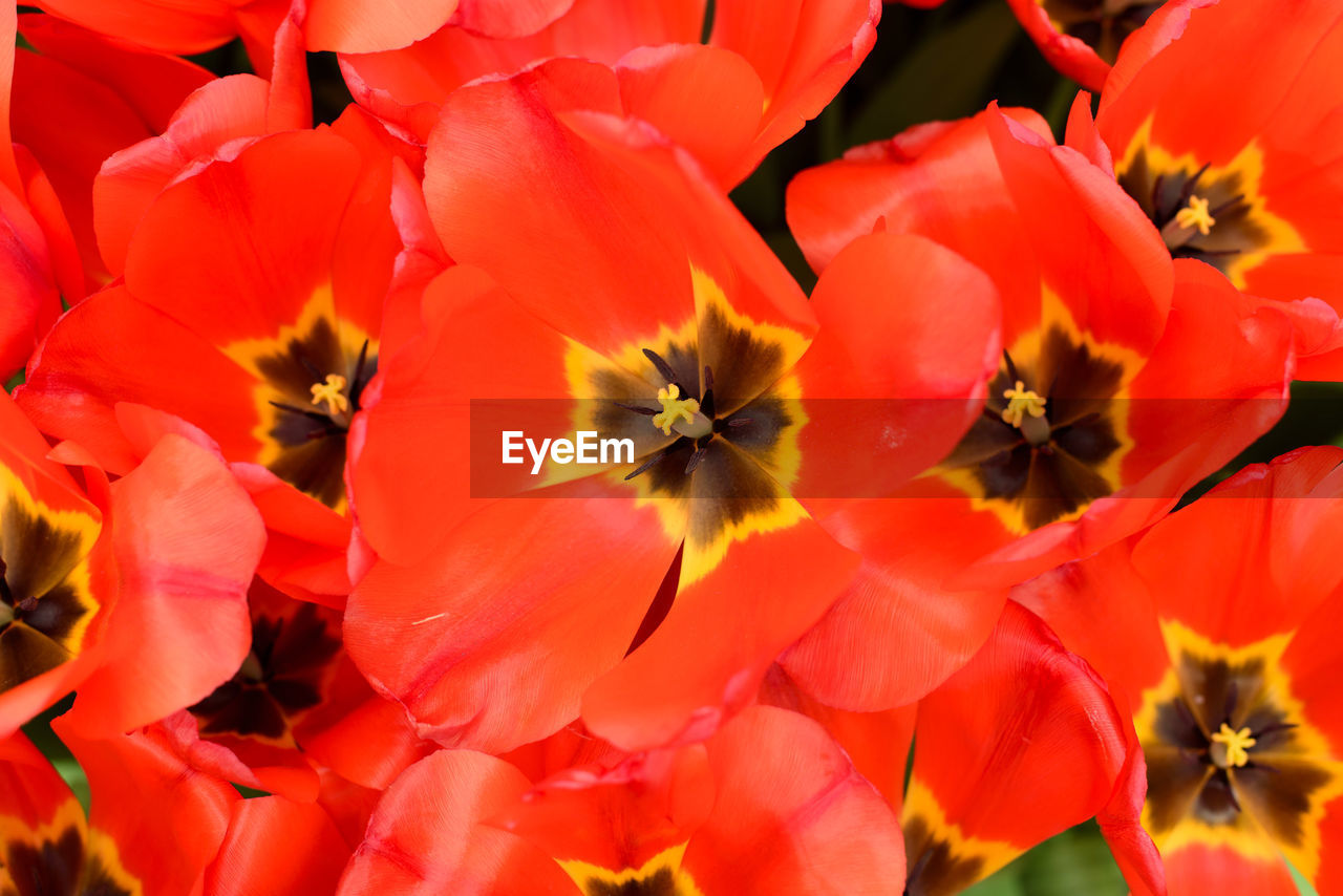 Full frame shot of red flowers