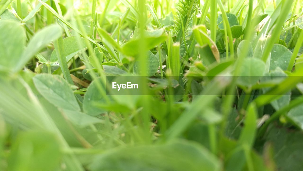 Close-up of green leaves on field