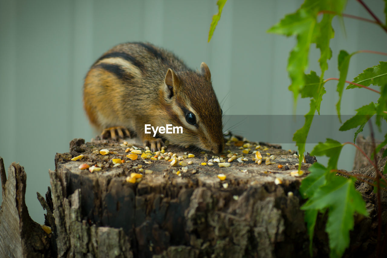 Close-up of chipmunk eating food on tree stump