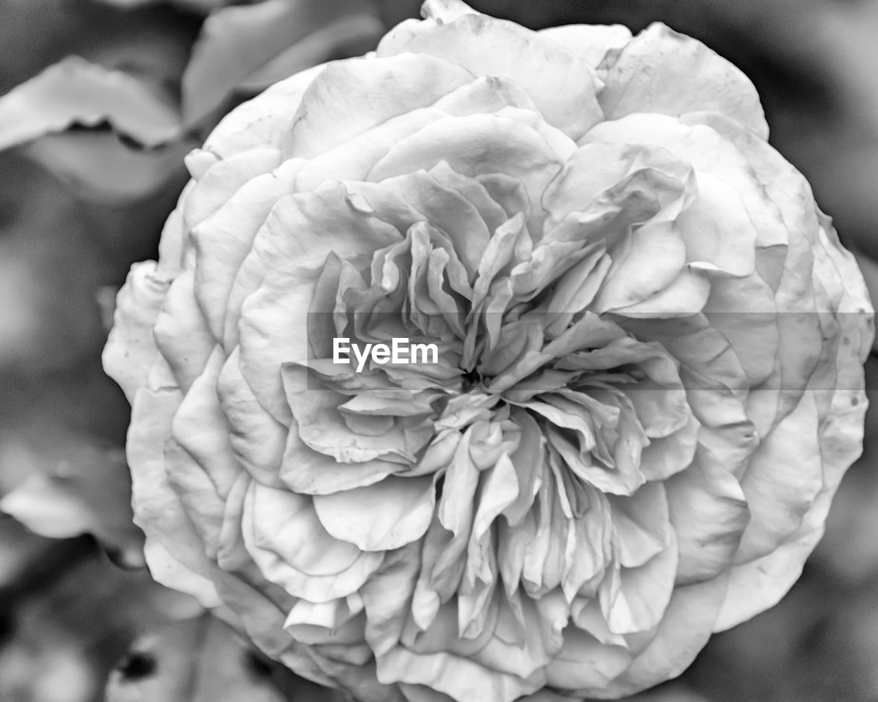 CLOSE-UP OF FLOWERS