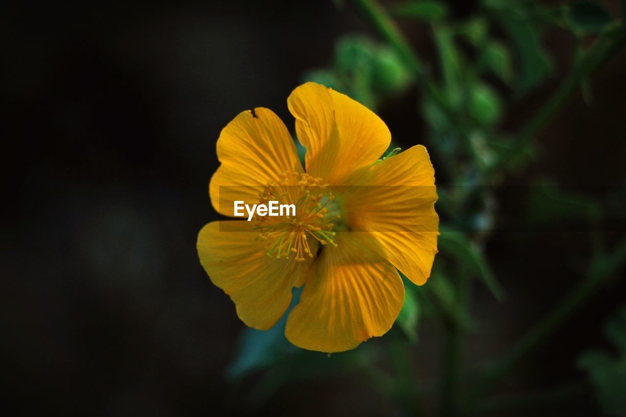 Close-up of yellow flower against blurred background