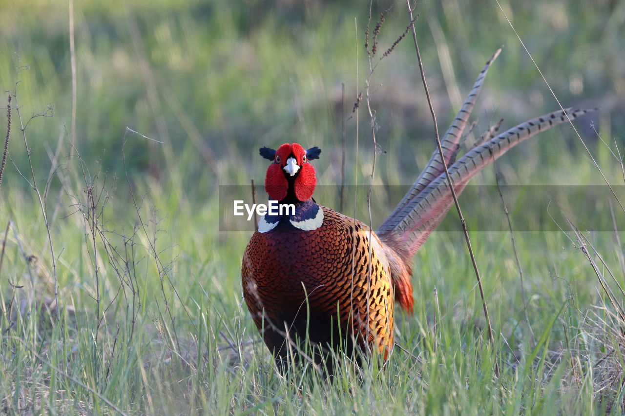 Close-up of a bird on grass